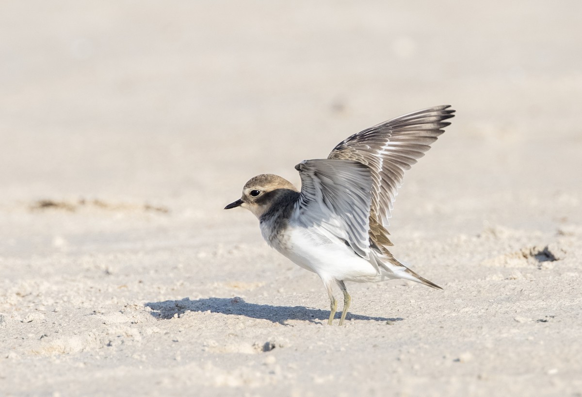 Double-banded Plover - ML549268871