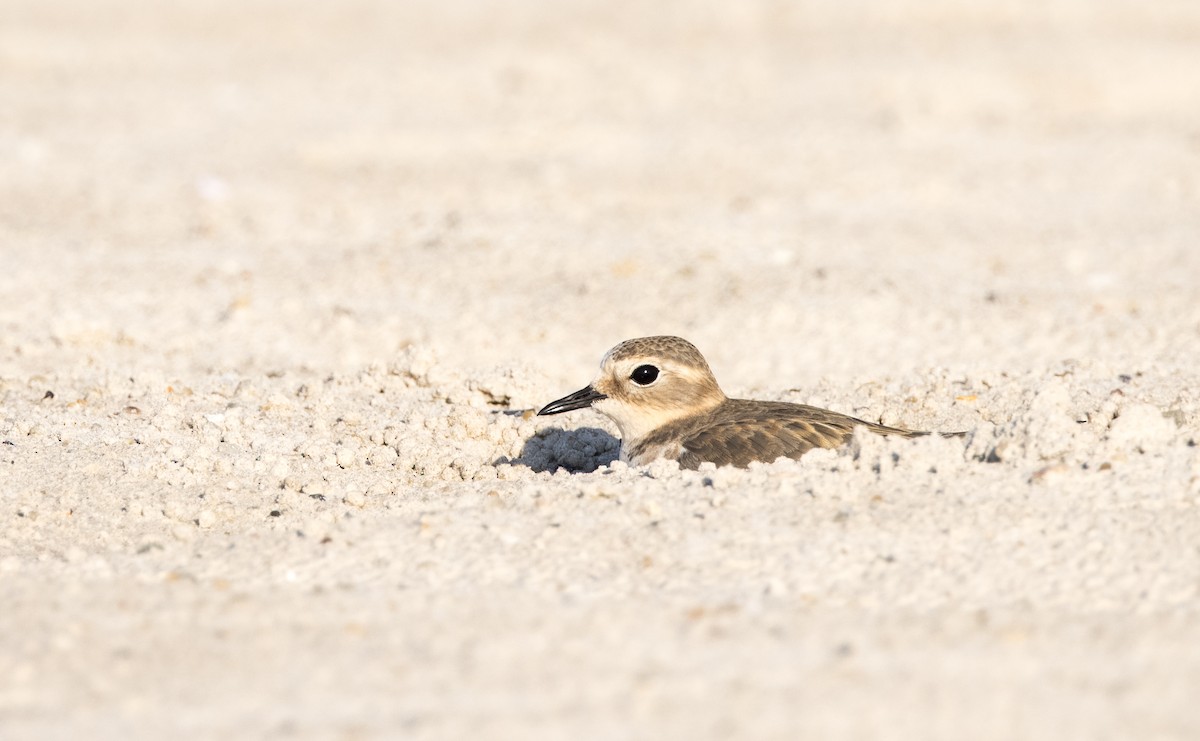 Double-banded Plover - ML549268881