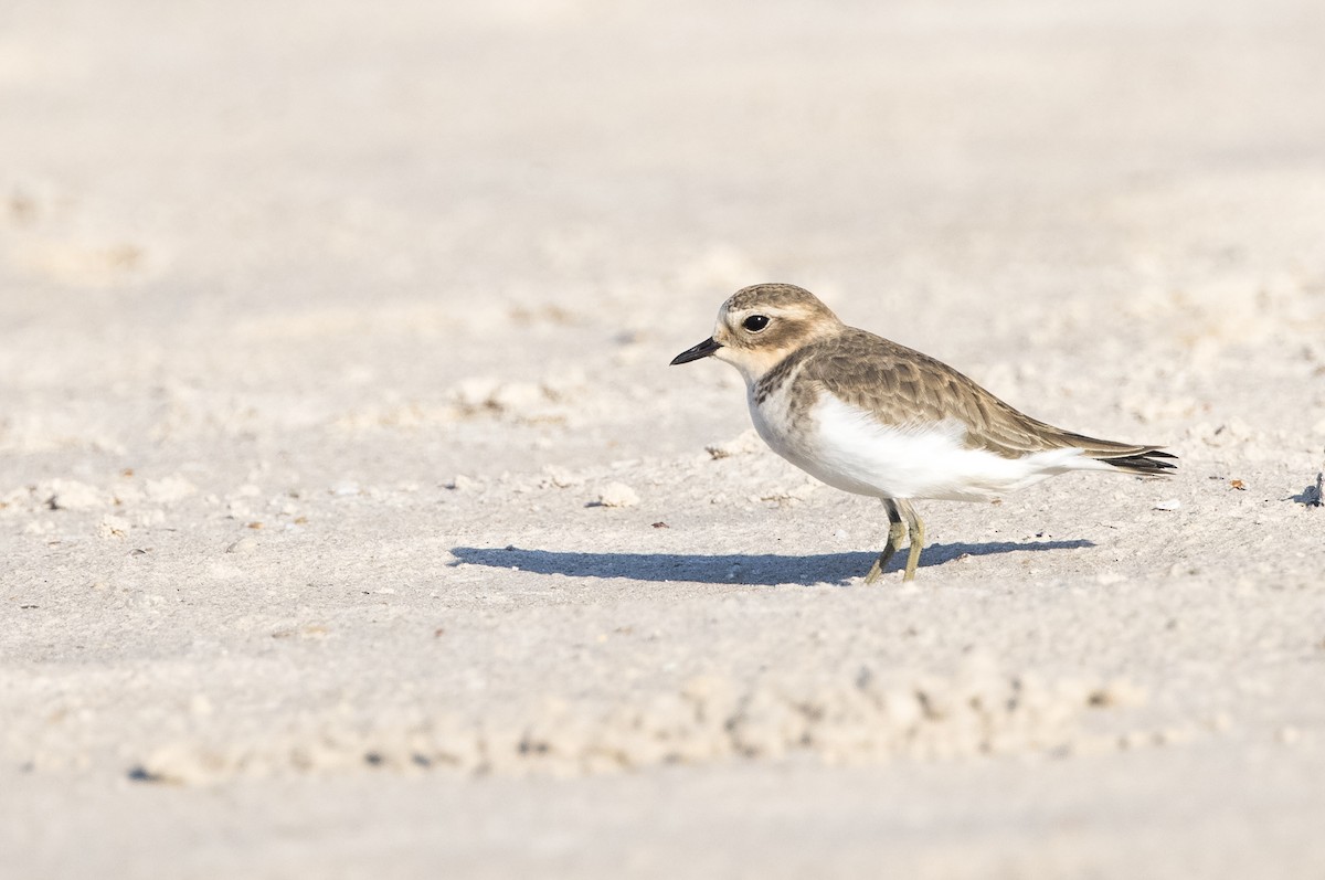 Double-banded Plover - ML549268891