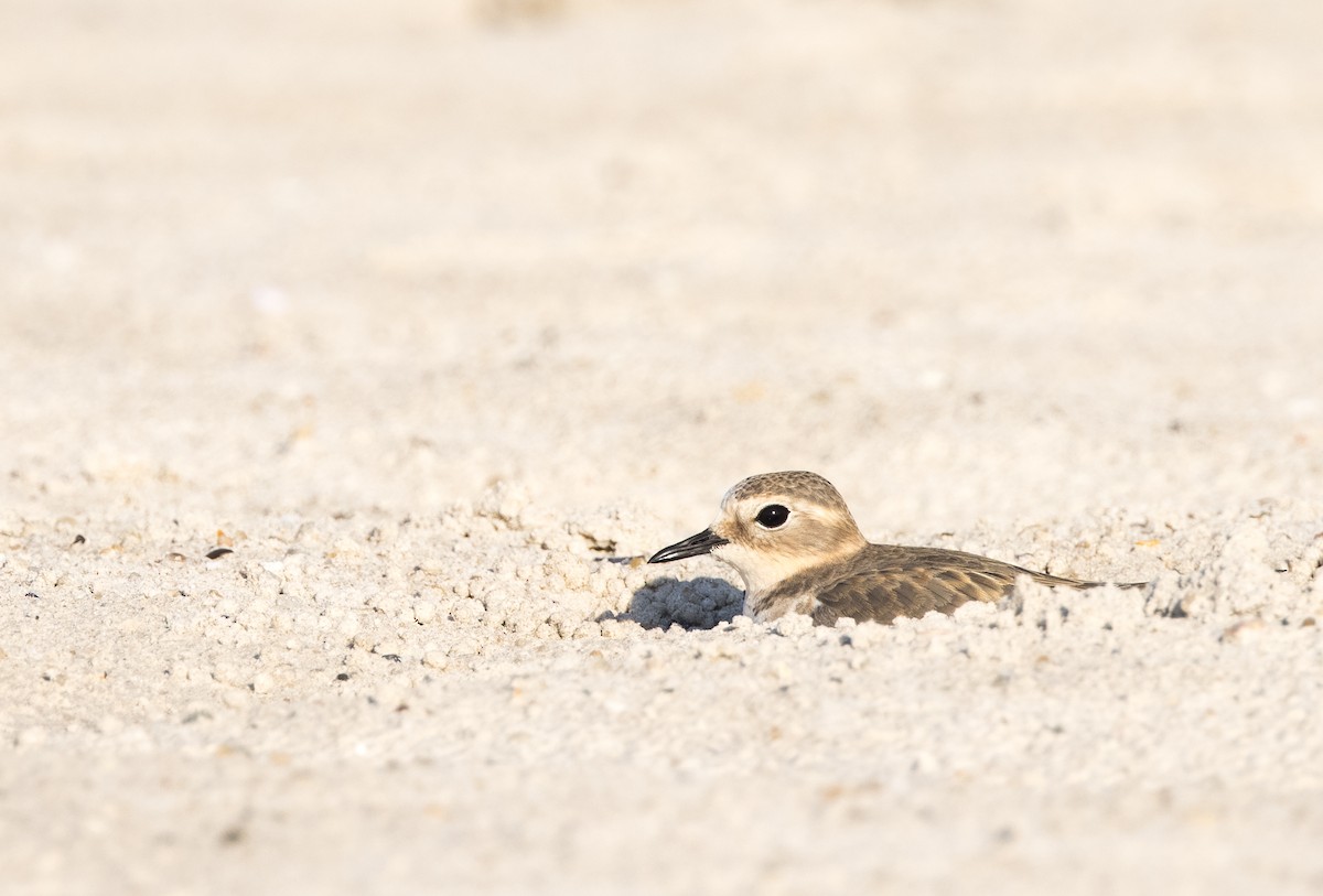 Double-banded Plover - ML549268901