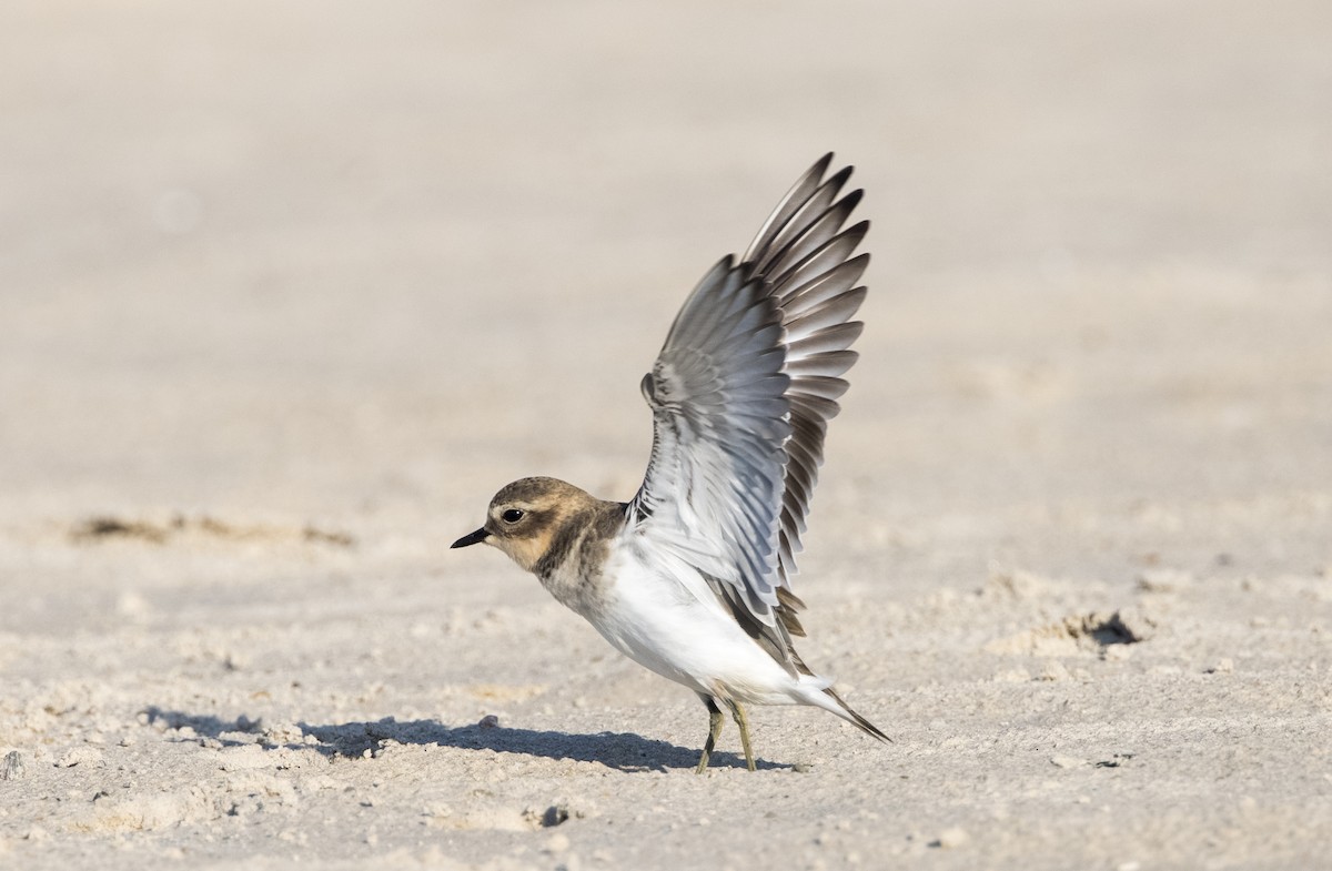 Double-banded Plover - ML549268911