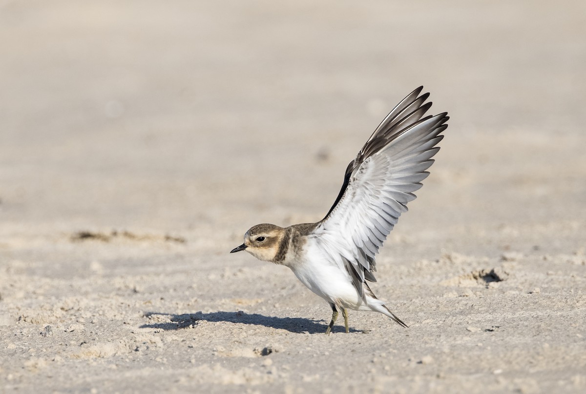 Double-banded Plover - ML549268921