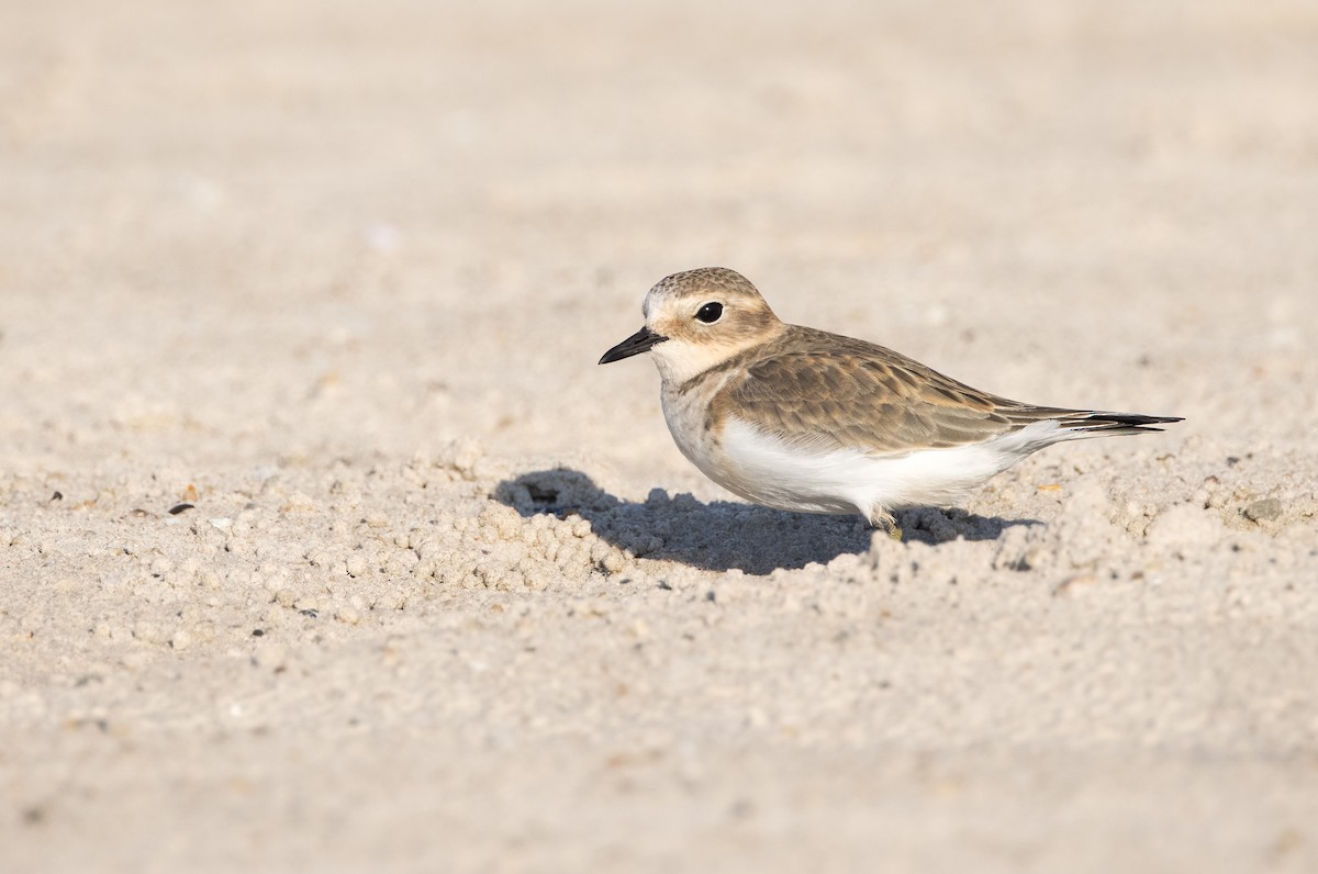 Double-banded Plover - ML549268931