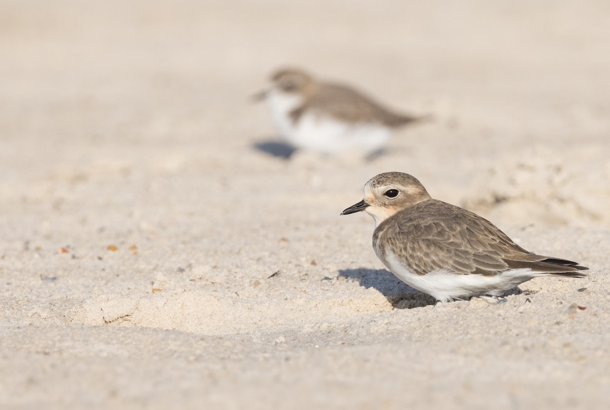 Double-banded Plover - ML549268941
