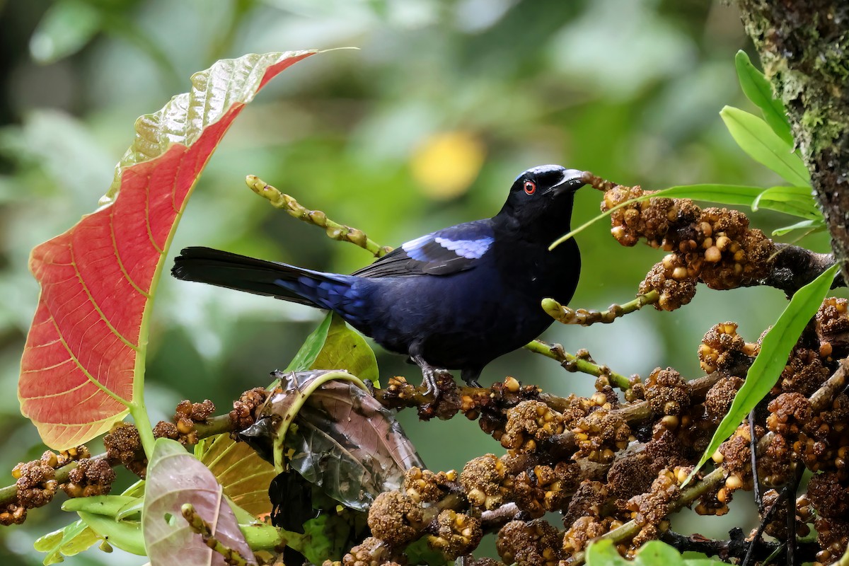 Philippine Fairy-bluebird - ML549269211