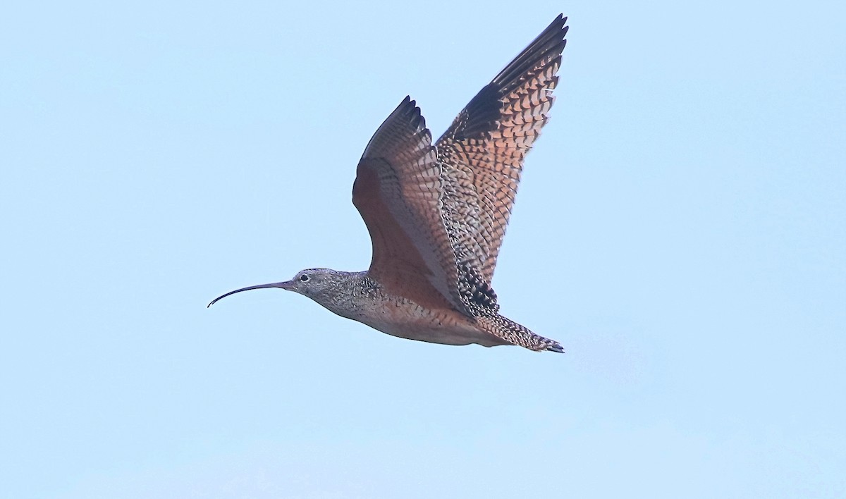 Long-billed Curlew - Mark  Ludwick