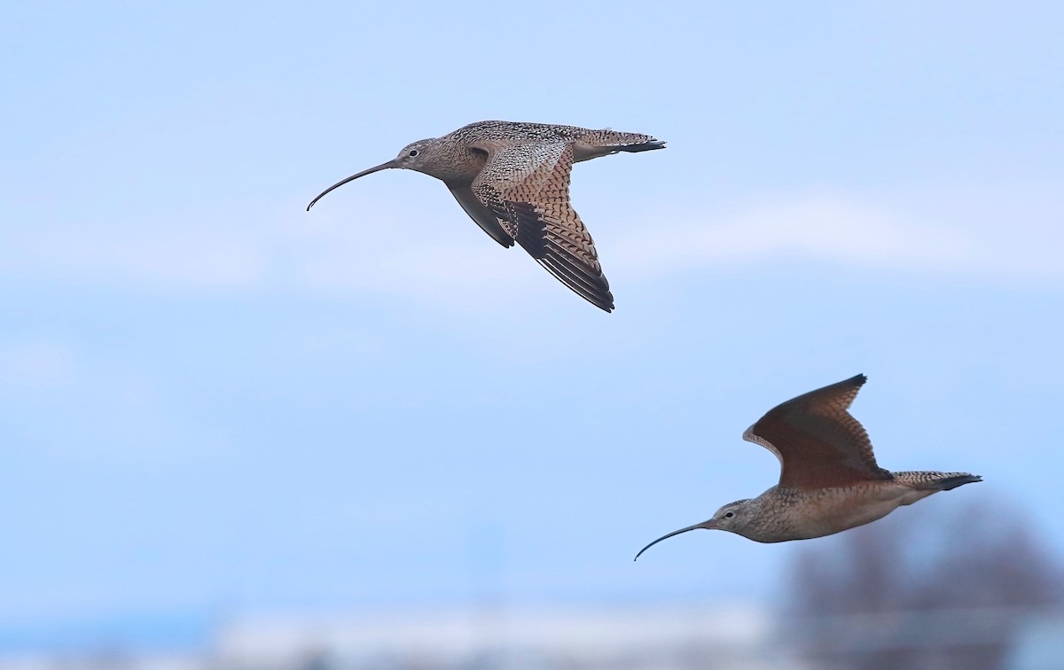 Long-billed Curlew - ML549270811