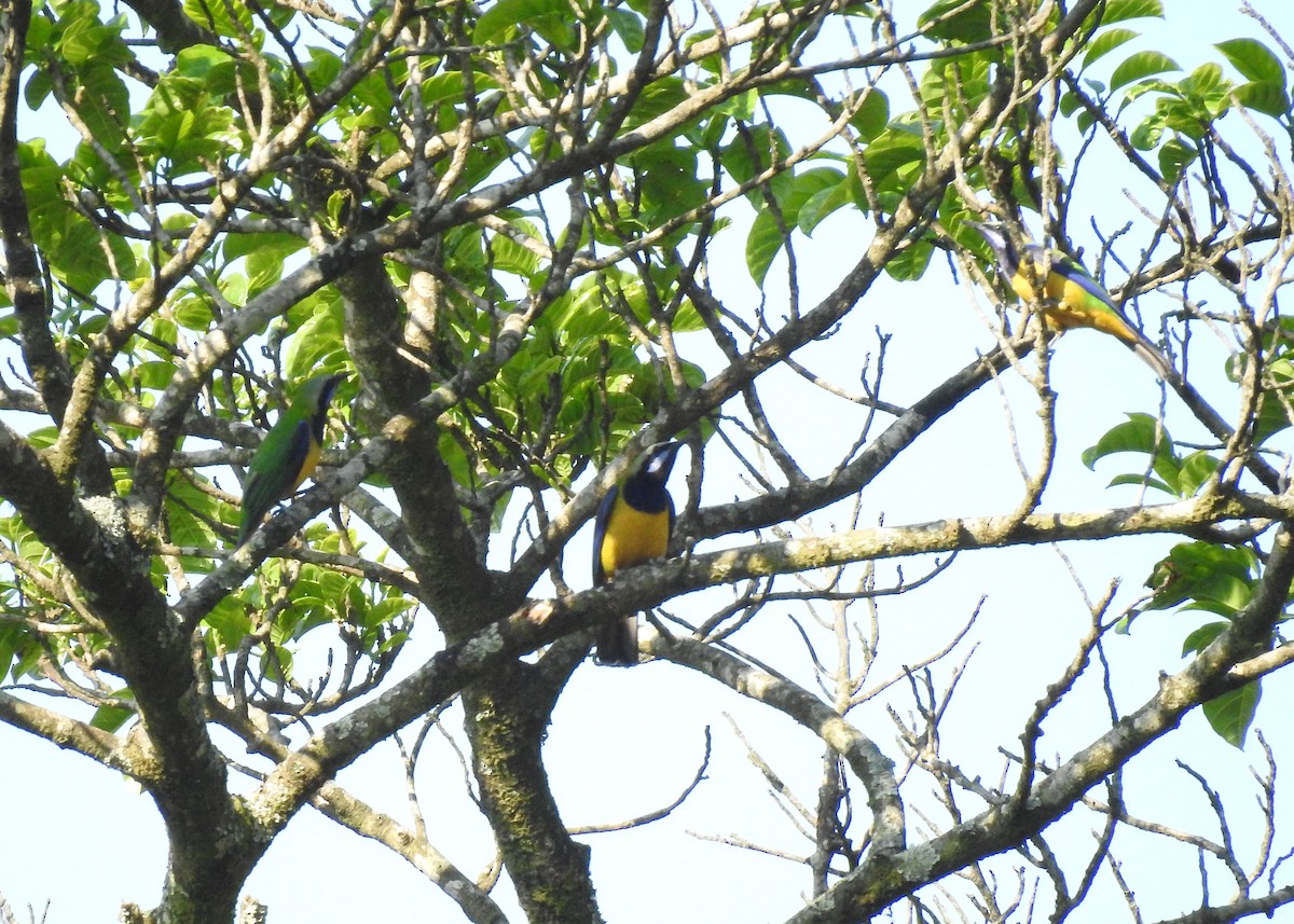 Orange-bellied Leafbird (Grayish-crowned) - ML549271441