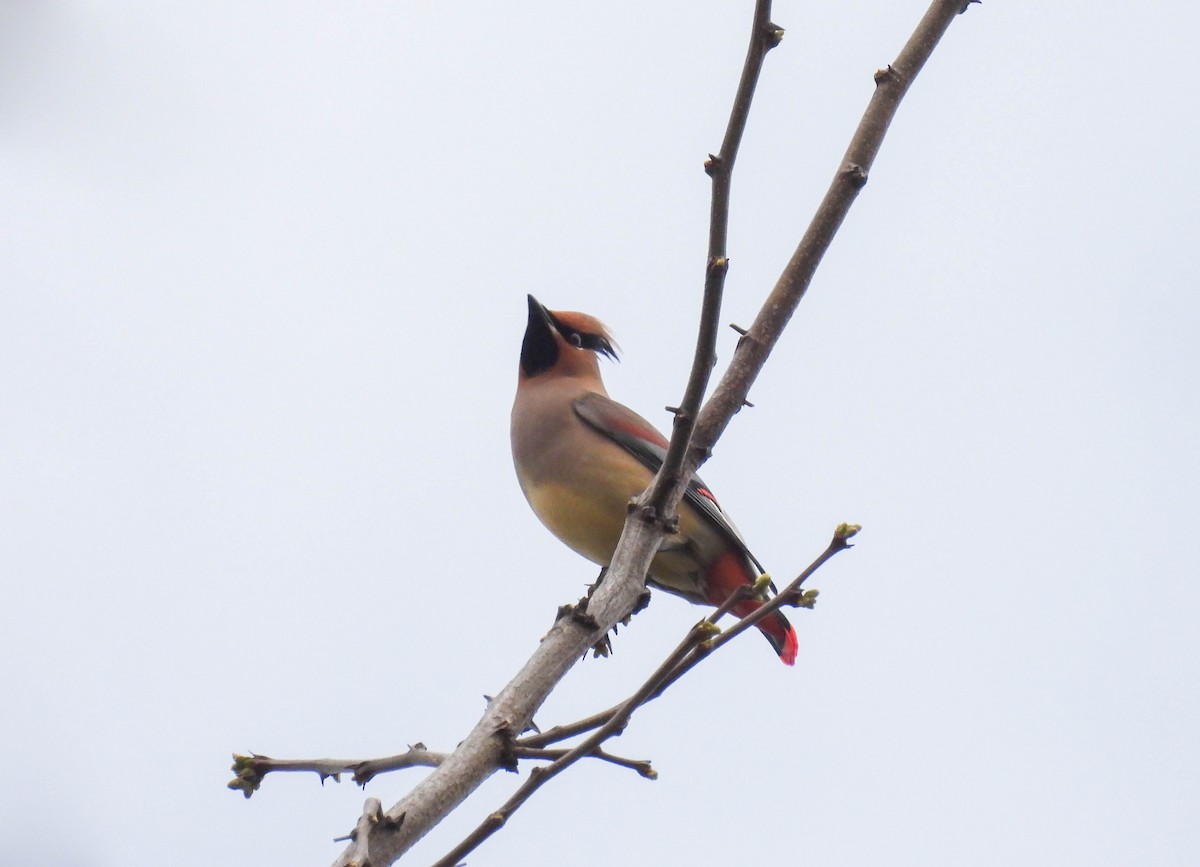 Japanese Waxwing - ML549272111