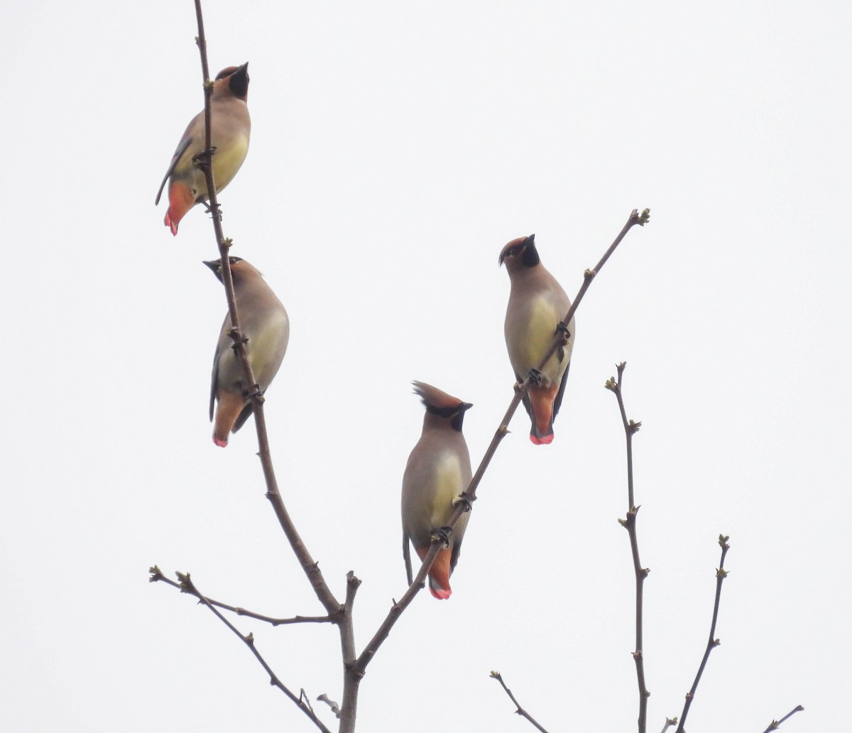 Japanese Waxwing - ML549272141