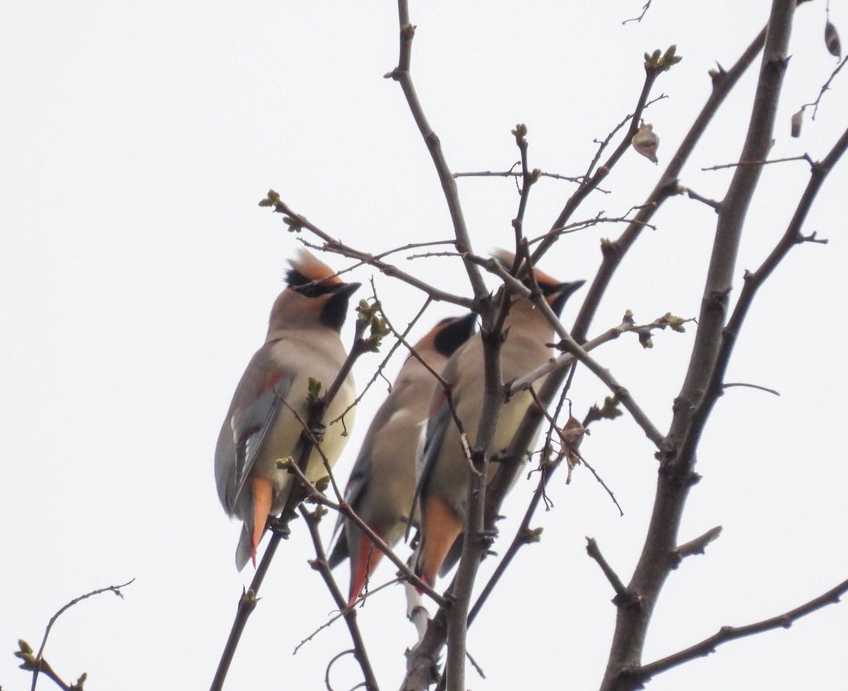 Japanese Waxwing - ML549272151