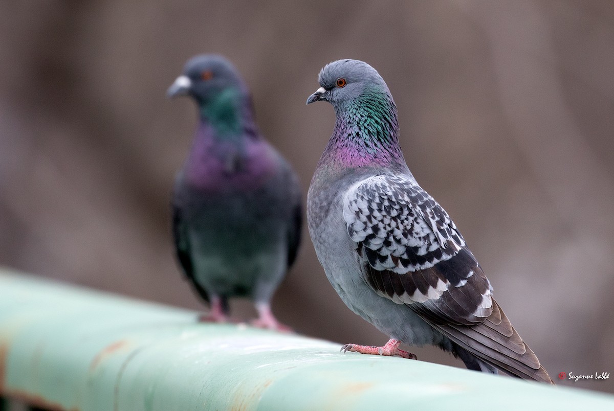 Rock Pigeon (Feral Pigeon) - Suzanne Labbé
