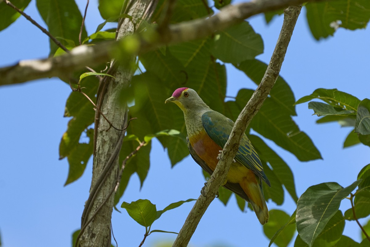 Rose-crowned Fruit-Dove - James Dickson