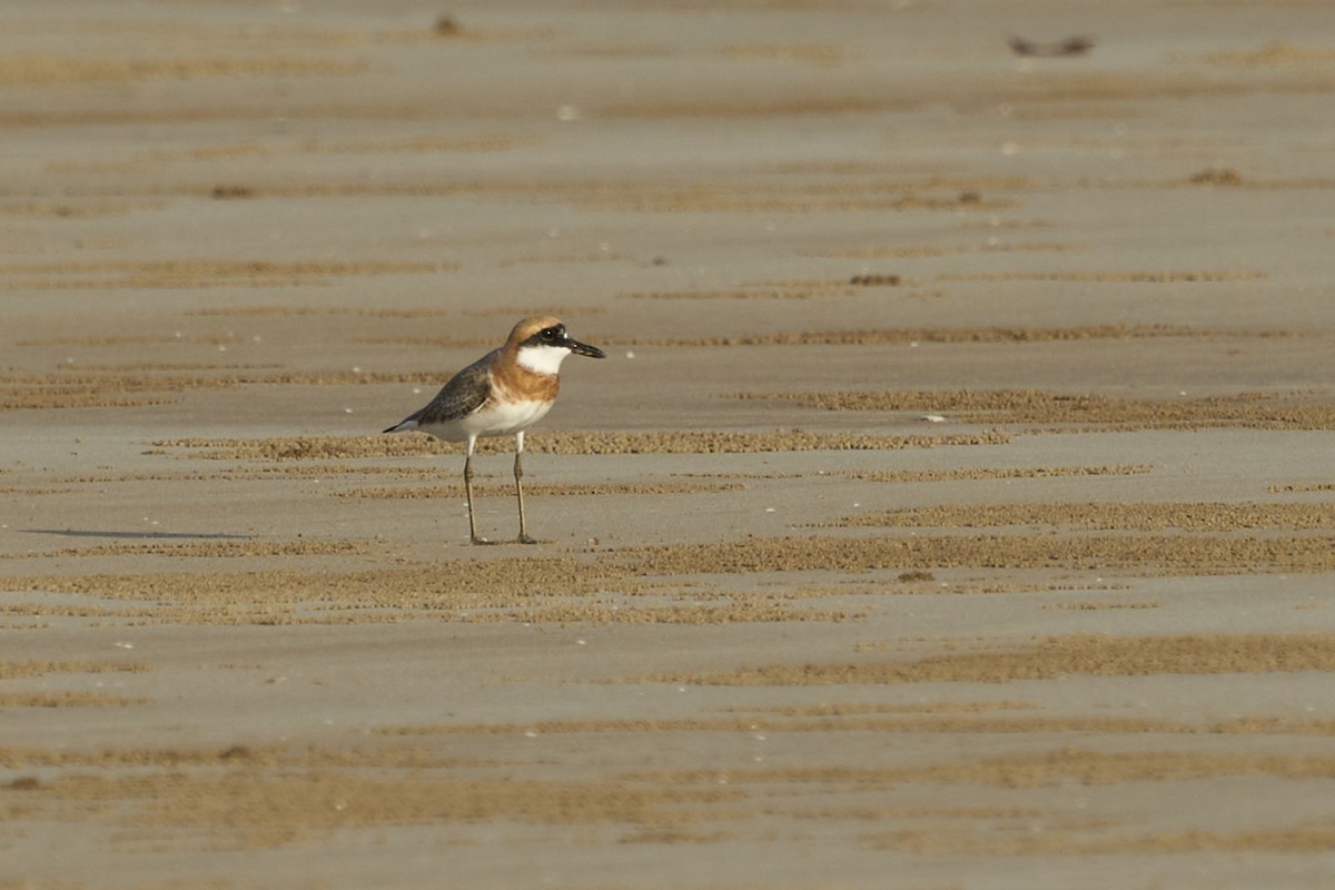 Greater Sand-Plover - James Dickson