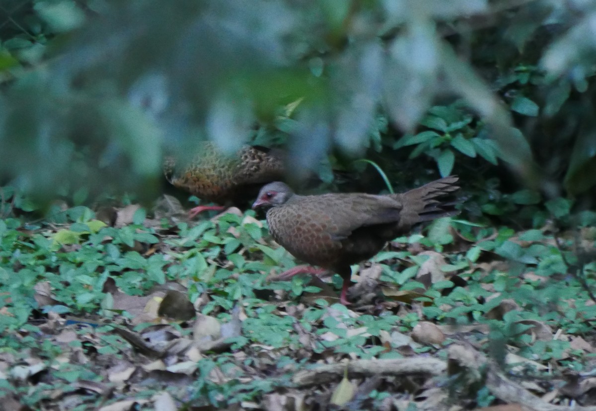 eBird India Checklist - 16 Feb 2023 - Nandi Hills - 49 species (+4 ...