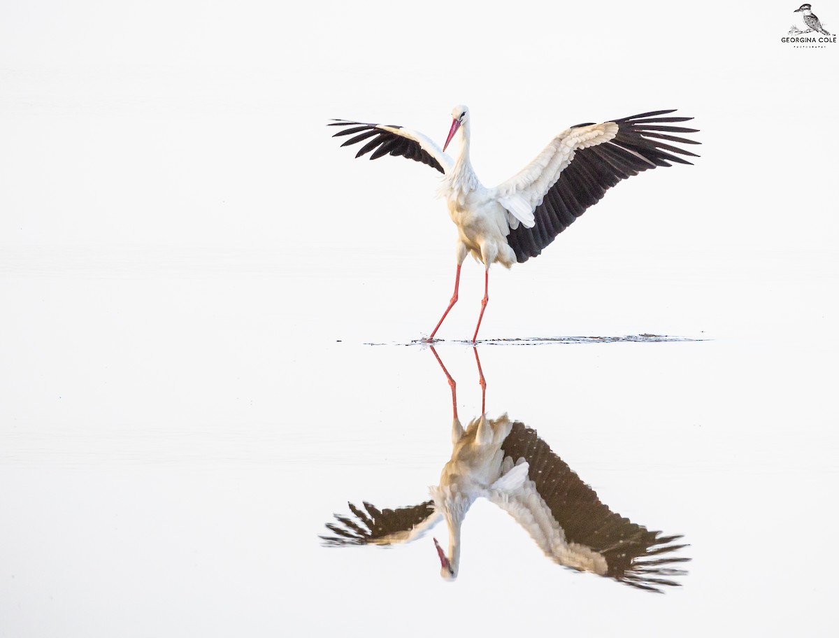 White Stork - ML549285321