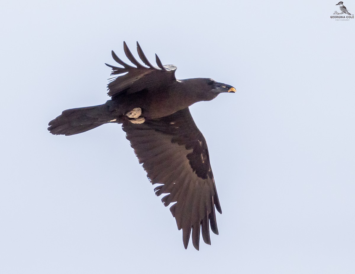 Brown-necked Raven - ML549285601