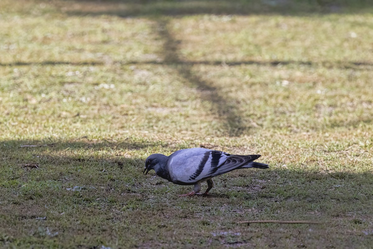 Rock Pigeon (Feral Pigeon) - ML549286251