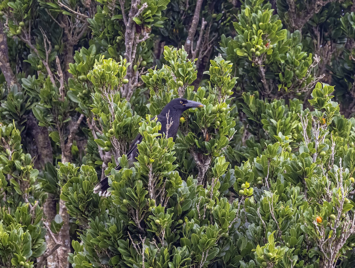 Pied Currawong - ML549287121