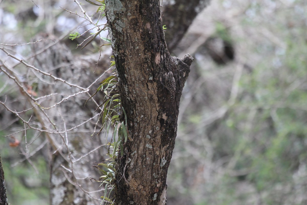 African Spotted Creeper - ML549291251