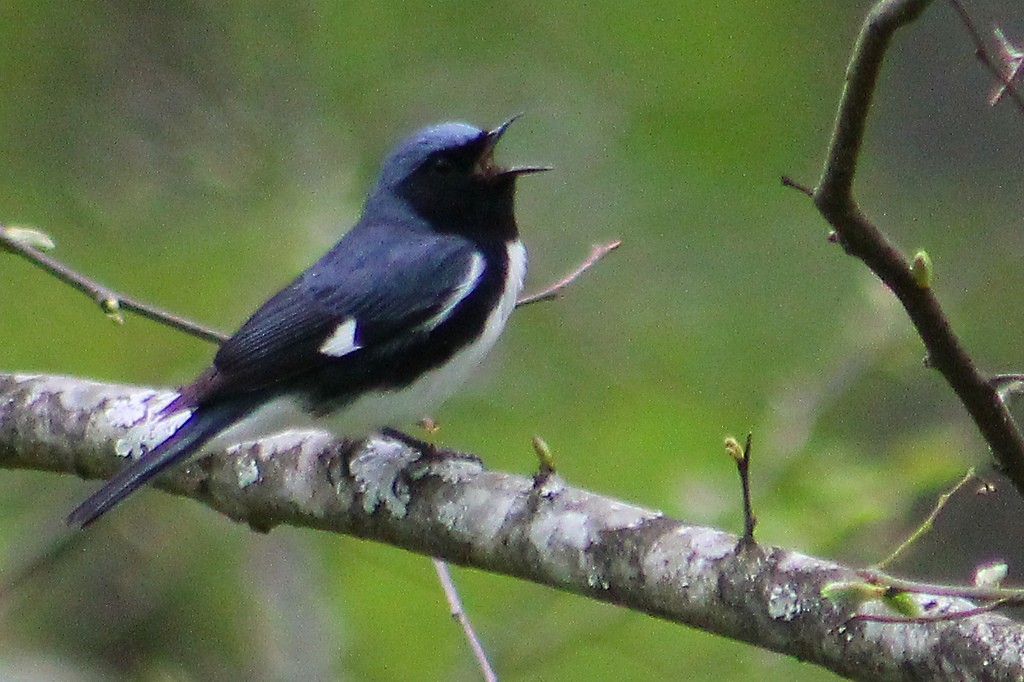 Black-throated Blue Warbler - Angus Pritchard