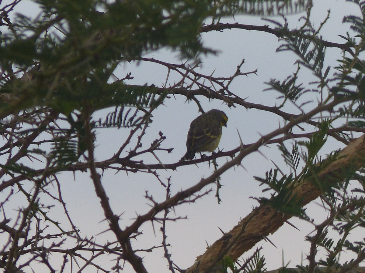 Yellow-fronted Canary - ML549300571