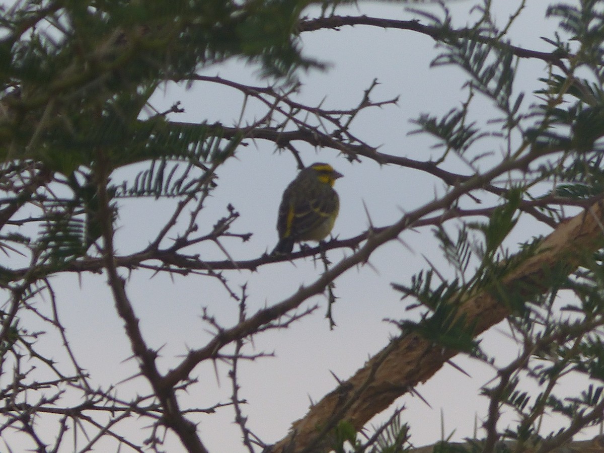 Yellow-fronted Canary - ML549300581