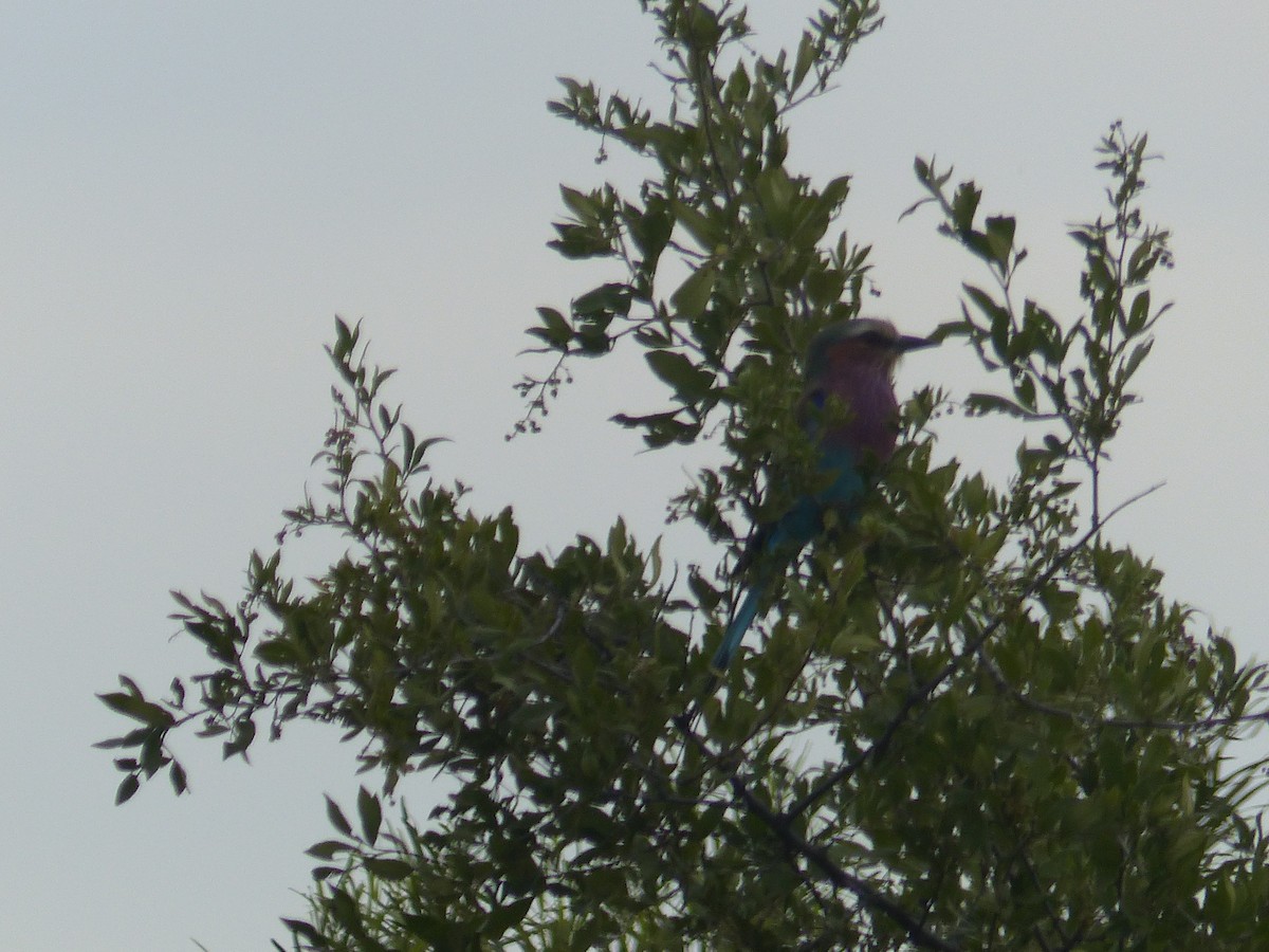 Lilac-breasted Roller - ML549302141