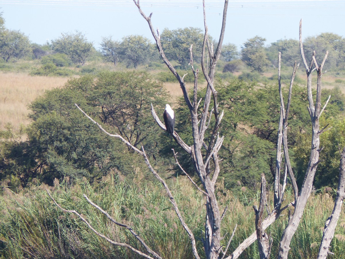 African Fish-Eagle - ML549303421