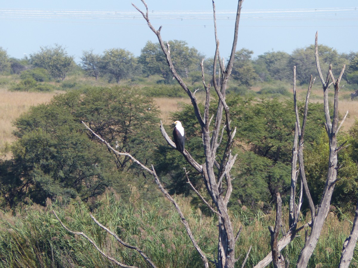 African Fish-Eagle - ML549303431