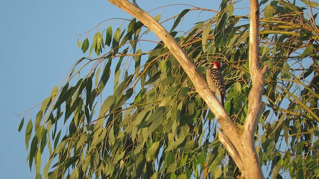 Nuttall's Woodpecker - ML549314471