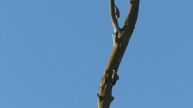 Nuttall's Woodpecker - ML549315561