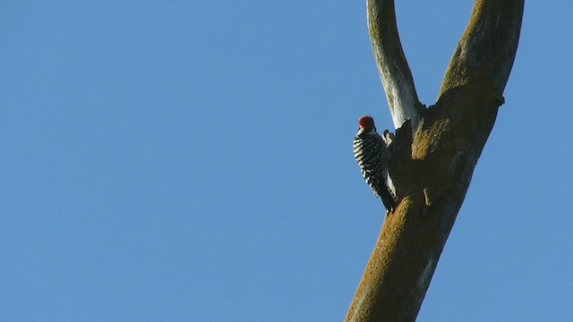 Nuttall's Woodpecker - ML549315571