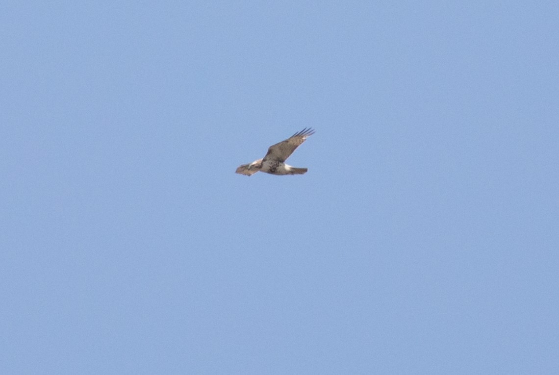 Red-tailed Hawk (borealis) - ML54931641