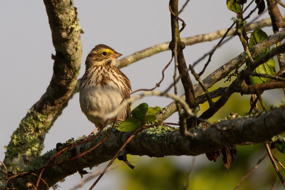 Savannah Sparrow - ML549316601