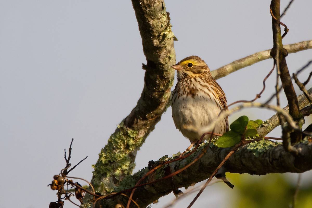 Savannah Sparrow - ML549316611