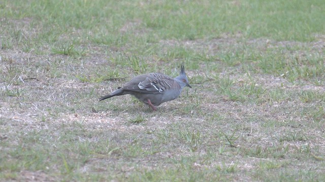 Crested Pigeon - ML549320081