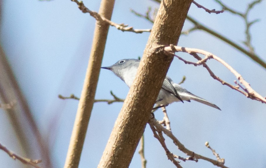 Blue-gray Gnatcatcher (caerulea) - ML54932081
