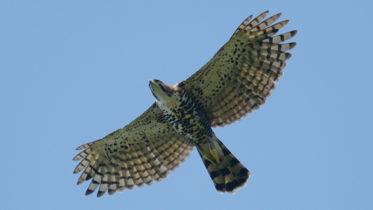 Ornate Hawk-Eagle - ML549322901