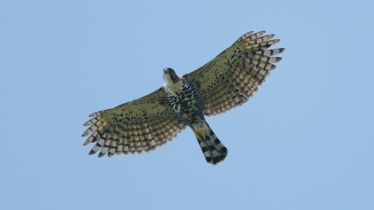 Ornate Hawk-Eagle - ML549322921