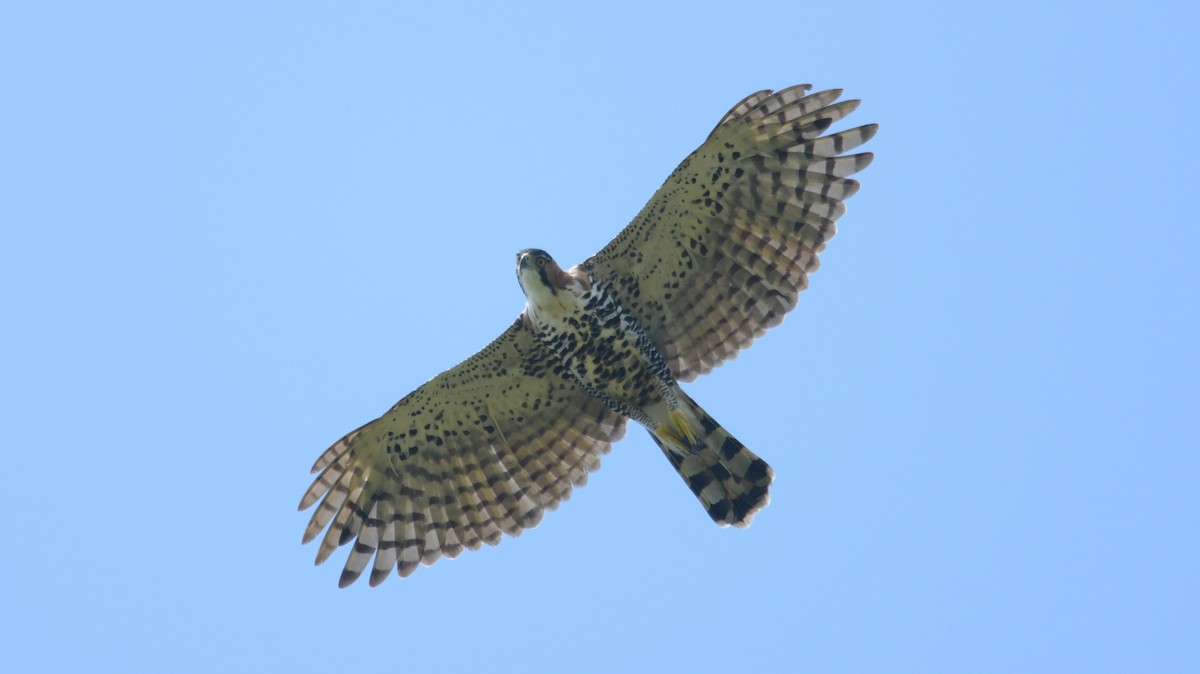 Ornate Hawk-Eagle - ML549323021