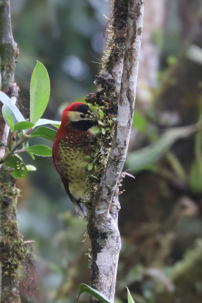 Crimson-mantled Woodpecker - ML549323481