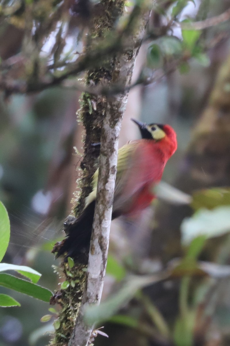 Crimson-mantled Woodpecker - ML549323491