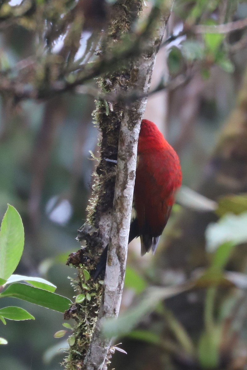Crimson-mantled Woodpecker - ML549323501