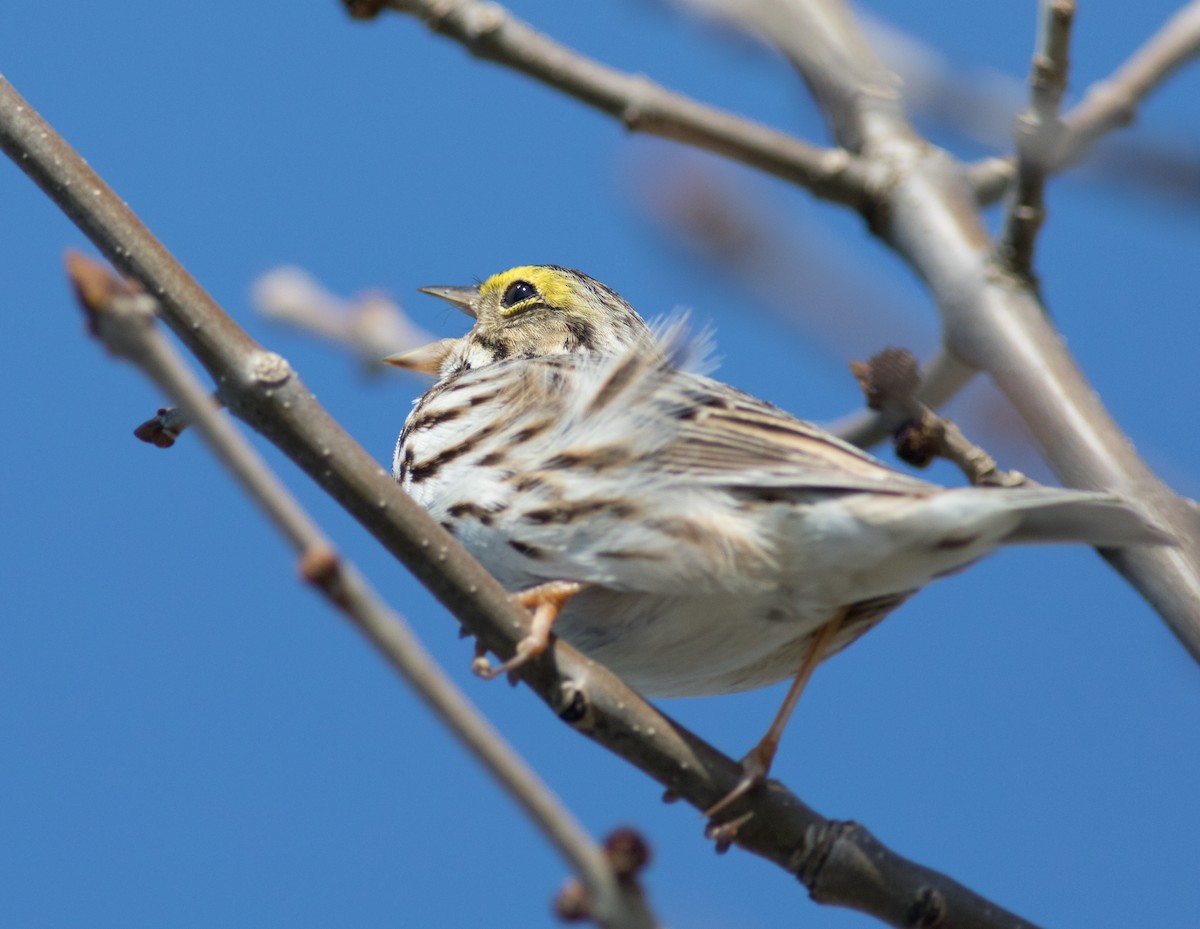 Savannah Sparrow (Savannah) - ML54932361