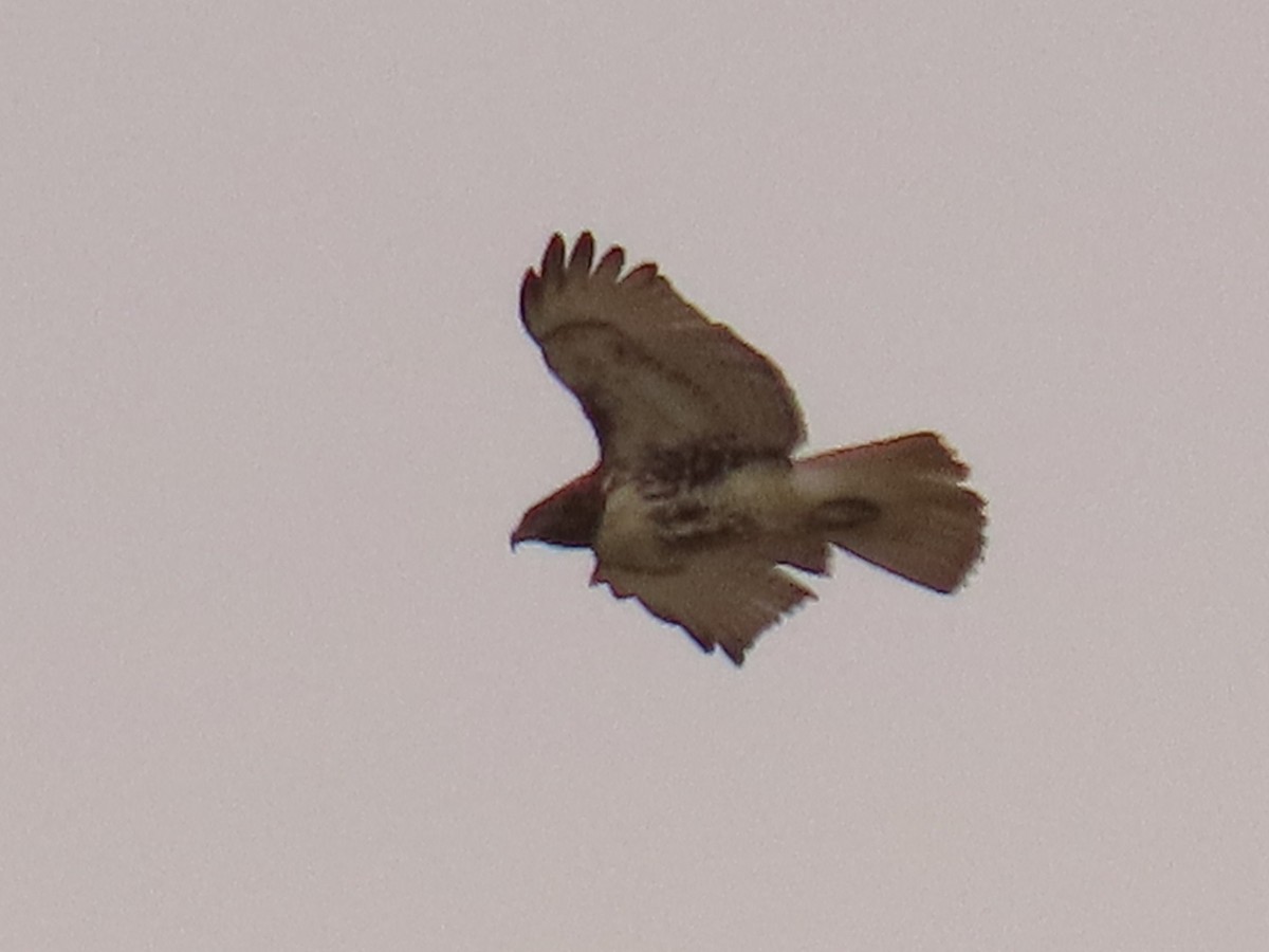 Red-tailed Hawk - ML549323861