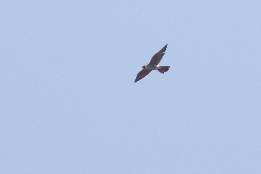 Peregrine Falcon (North American) - ML54932391