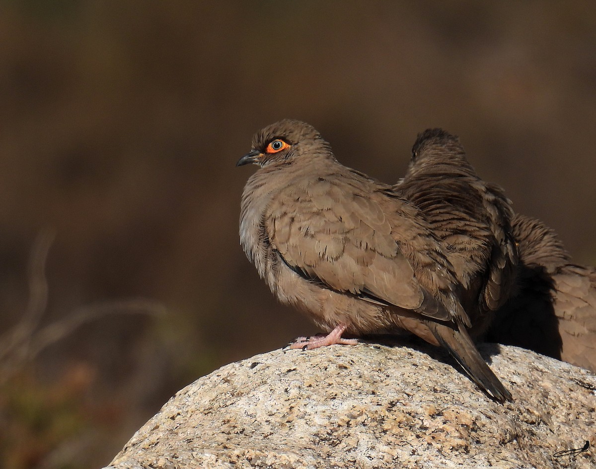 Bare-eyed Ground Dove - ML549326291