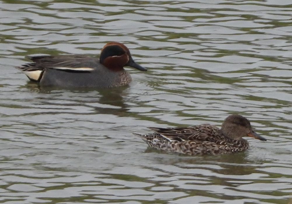 Green-winged Teal - ML549328311
