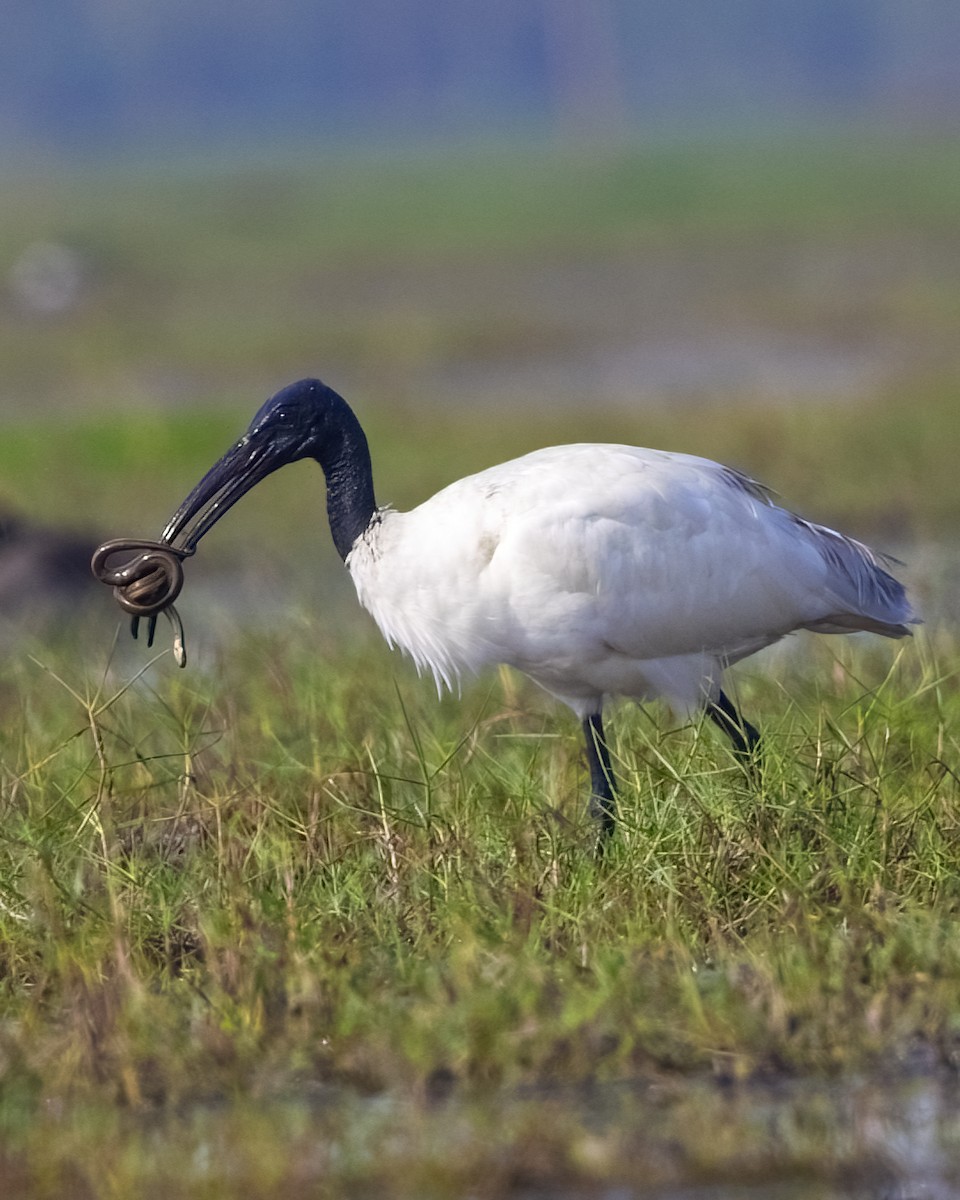 ibis černohlavý - ML549330021